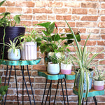 Set of 3 Gamal Wood Plant Stands - Greenwash