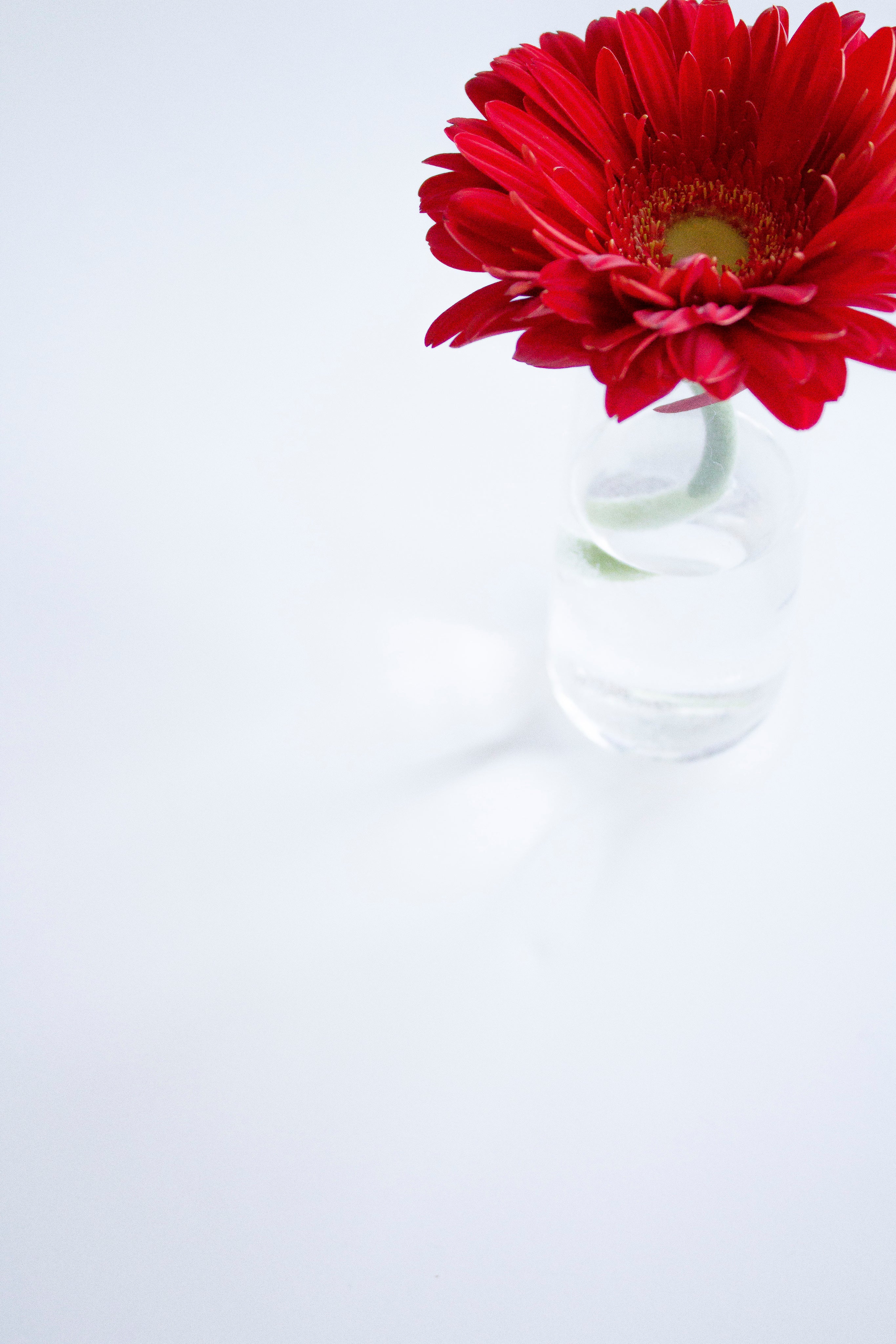 files/red-daisy-on-white.jpg